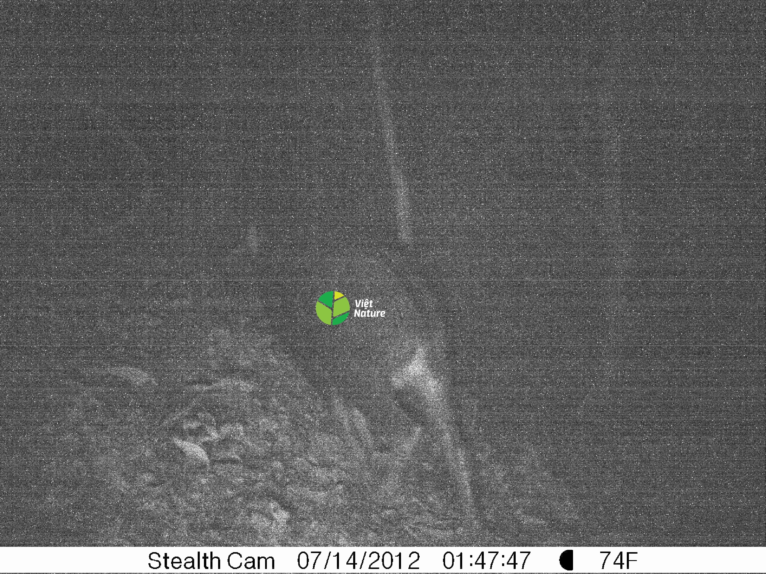 Images of Saola Pseudoryx nghetinhensis at Khe Nuoc Trong Images of Saola Pseudoryx nghetinhensis at Khe Nuoc Trong