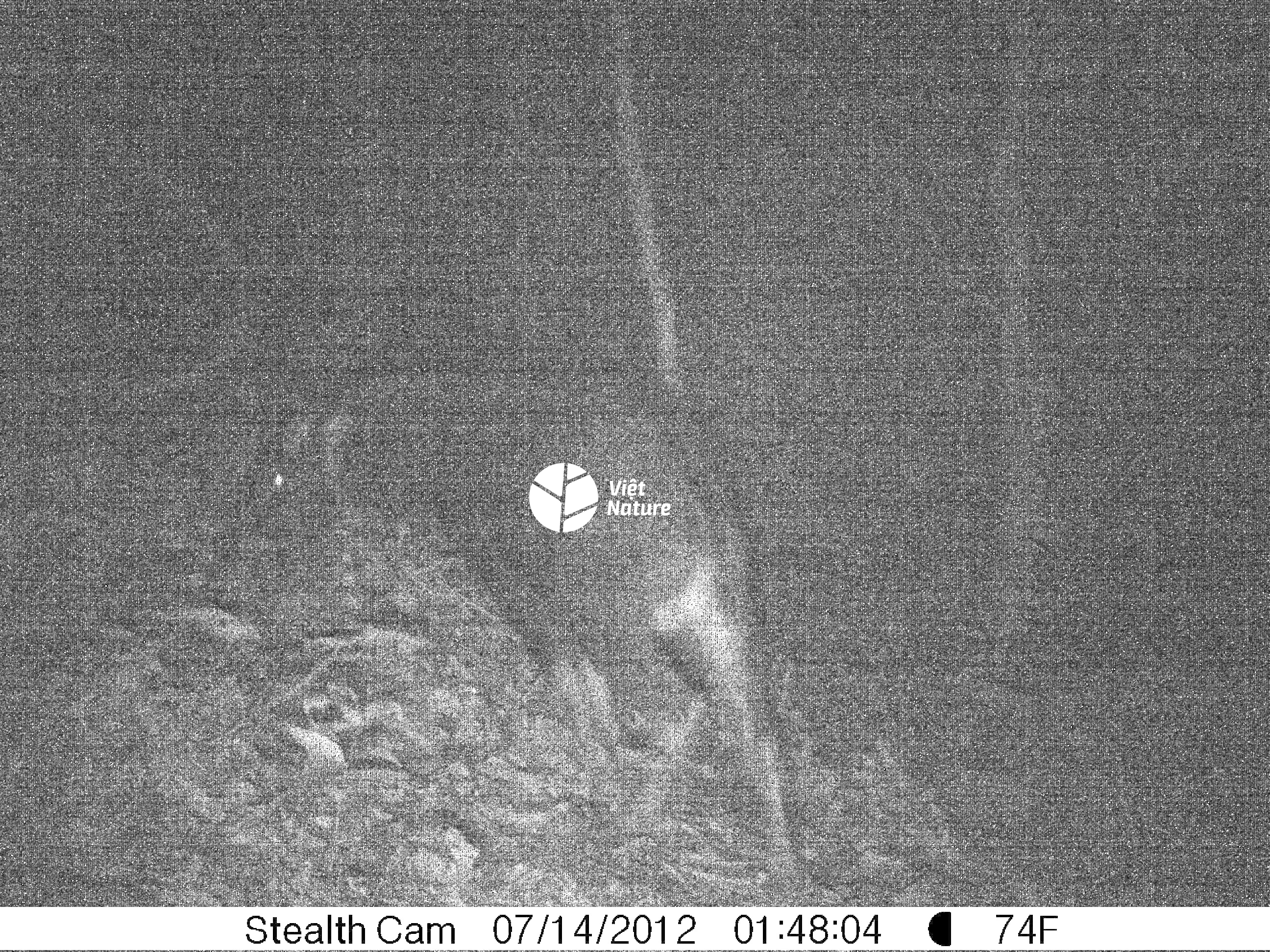 Discovery of Saola Pseudoryx nghetinhensis at Khe Nuoc Trong (Dong Chau Watershed Protection Forest), Le Thuy, Quang Binh. Discovery of Saola Pseudoryx nghetinhensis at Khe Nuoc Trong (Dong Chau Watershed Protection Forest), Le Thuy, Quang Binh.